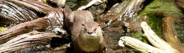 Head to the hills:
Otter looking at me